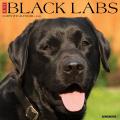 Just Black Labs 2025 12" x 12" Wall Calendar