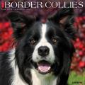 Just Border Collies 2025 12" x 12" Wall Calendar