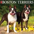 Just Boston Terriers 2025 12" x 12" Wall Calendar