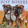 Just Boxers 2025 12" x 12" Wall Calendar