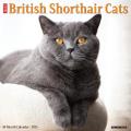 British Shorthair Cats 2025 12" x 12" Wall Calendar