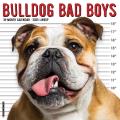 Bulldog Bad Boys 2025 12" x 12" Wall Calendar