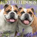 Just Bulldogs 2025 12" x 12" Wall Calendar