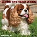 Just Cavalier King Charles Spaniels 2025 12" x 12" Wall Calendar