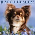 Just Chihuahuas 2025 12" x 12" Wall Calendar