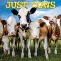 Just Cows 2025 12" x 12" Wall Calendar