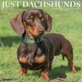 Just Dachshunds 2025 12" x 12" Wall Calendar