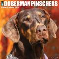 Just Dobermans 2025 12" x 12" Wall Calendar