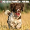 Just English Springer Spaniels 2025 12" x 12" Wall Calendar