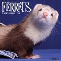 Ferrets 2025 12" x 12" Wall Calendar