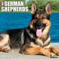 Just German Shepherds 2025 12" x 12" Wall Calendar