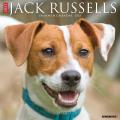 Just Jack Russells 2025 12" x 12" Wall Calendar