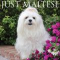 Just Maltese 2025 12" x 12" Wall Calendar