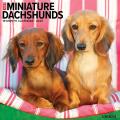 Just Miniature Dachshunds 2025 12" x 12" Wall Calendar