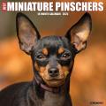 Just Miniature Pinschers 2025 12" x 12" Wall Calendar