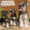 Just Miniature Schnauzers 2025 12" x 12" Wall Calendar