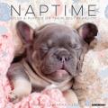 Naptime (Dogs & Puppies) 2025 12" x 12" Wall Calendar