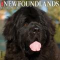 Just Newfoundlands 2025 12" x 12" Wall Calendar