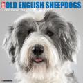 Just Old English Sheepdogs 2025 12" x 12" Wall Calendar