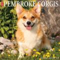 Just Pembroke Corgis 2025 12" x 12" Wall Calendar