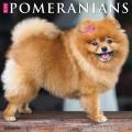 Just Pomeranians 2025 12" x 12" Wall Calendar