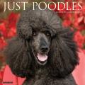 Just Poodles 2025 12" x 12" Wall Calendar