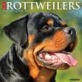 Just Rottweilers 2025 12" x 12" Wall Calendar