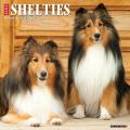 Just Shelties 2025 12" x 12" Wall Calendar