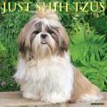 Just Shih Tzus 2025 12" x 12" Wall Calendar