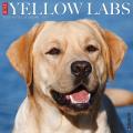 Just Yellow Labs 2025 12" x 12" Wall Calendar