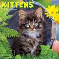 Kittens 2025 7" x 7" Mini Wall Calendar