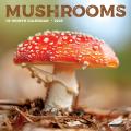 Mushrooms 2025 7" x 7" Mini Wall Calendar