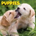 Puppies 2025 7" x 7" Mini Wall Calendar