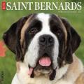 Just Saint Bernards 2025 12" x 12" Wall Calendar