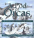 Pod Of Orcas