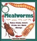 Mealworms Raise Them Watch Them See Them Change
