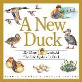 New Duck The Life Cycle Of The Bird
