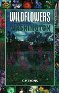 Wildflowers Washington