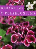 Geraniums & Pelargoniums
