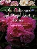Old Fashioned & David Austin Roses