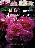 Old Fashioned & David Austin Roses