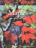 Maples