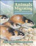 Animals Migrating How When Where & Why Animals Migrate