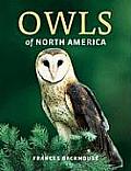 Owls Of North America