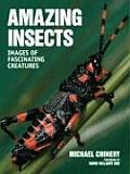 Amazing Insects Images of Fascinating Creatures