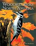 Woodpeckers Of North America