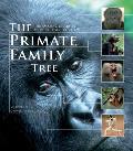 Primate Family Tree The Amazing Diversity of Our Closest Relatives