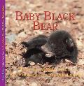 Baby Black Bear