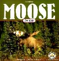 Moose For Kids