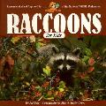 Raccoons For Kids Ringed Tails & Wild Ideas